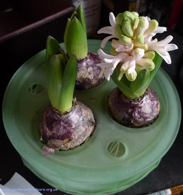 apricot passion hyacinths in bulb bowl