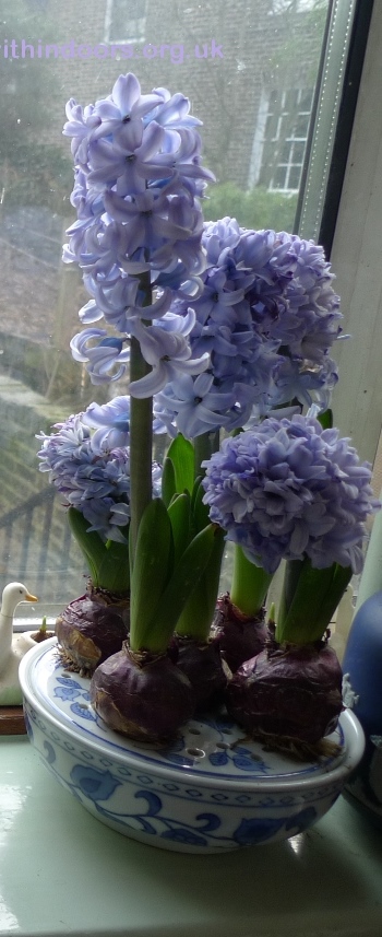 forced Delft Blue hyacinths