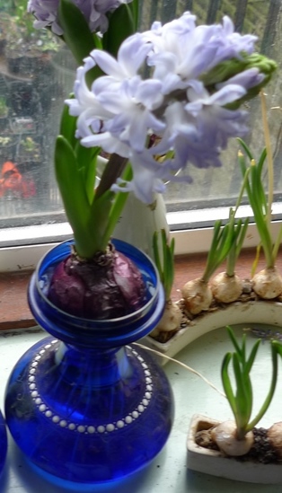 blue eyes hyacinth