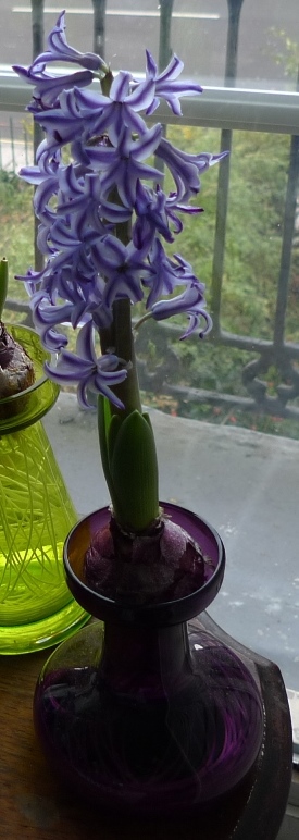 forced Blue Jacket hyacinth