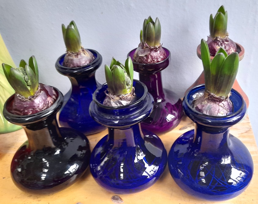 blue star hyacinths