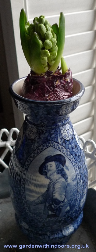 forced hyacinth in Charles II vase