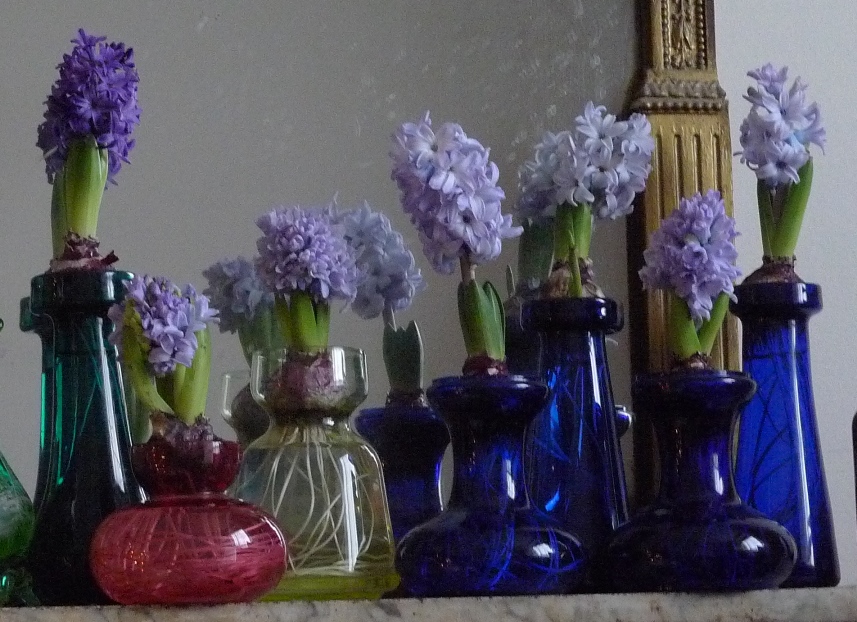 Hyacinth Vases on Christmas Day