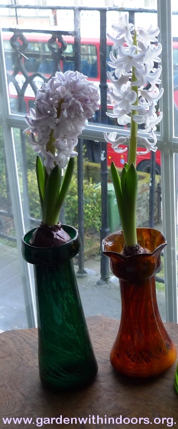forced City of Bradford hyacinths
