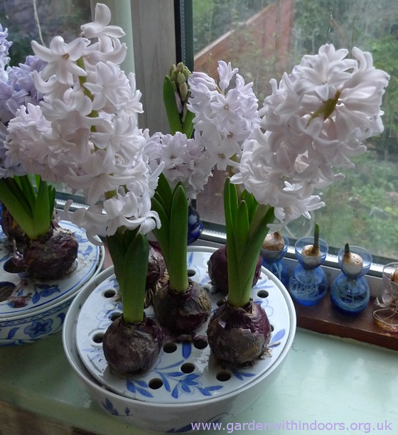 City of Bradford hyacinth bulb bowl