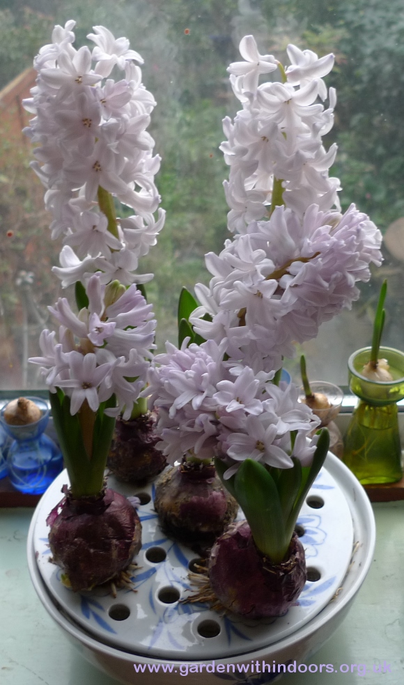 forced City of Bradford hyacinths in bulb bowl