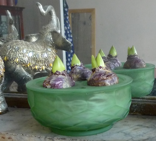 Davidson hyacinth bulb bowl