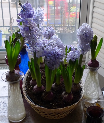 Delft Blue hyacinths growing in a plastic lined basket