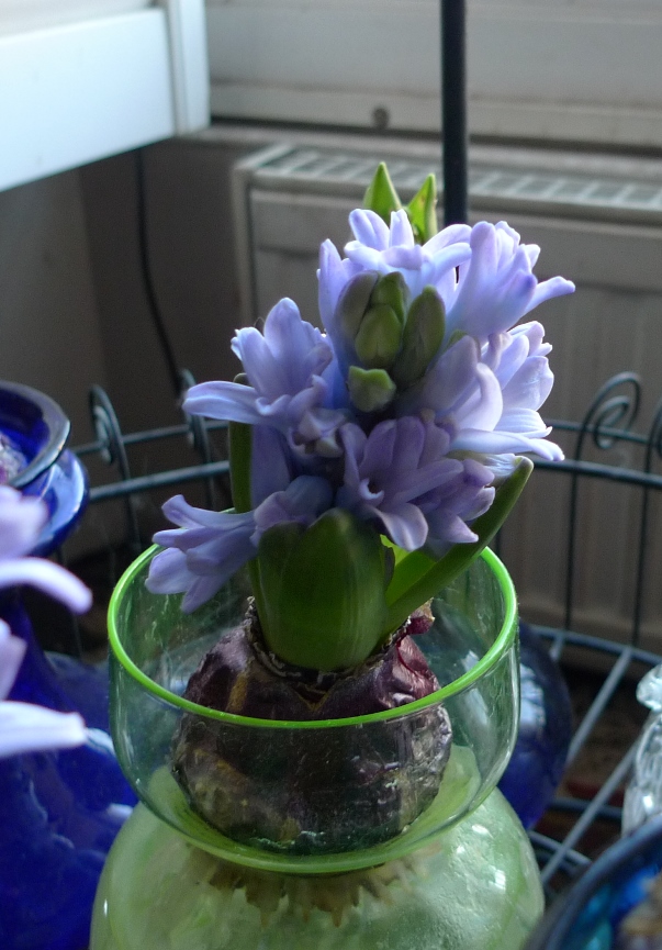Delft Blue forced  hyacinth 
