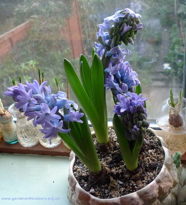 Delft Blue hyacinths SylvaC pot