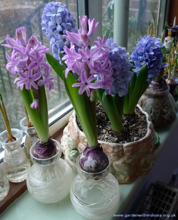 Sainsburys hyacinths