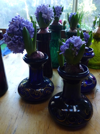 delft blue hyacinths