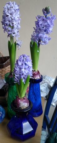 Delft Blue hyacinths in hyacinth vases