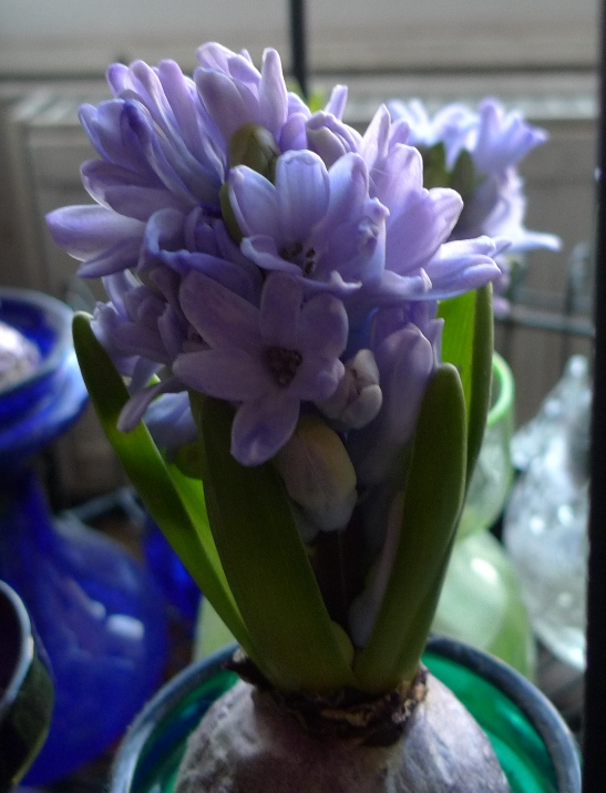 forced Delft Blue hyacinth in hyacinth vase end of December