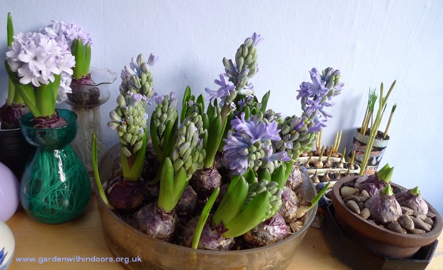 Delft Blue hyacinths