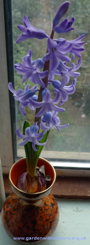 Delft Blue forced hyacinth in a hyacinth vase
