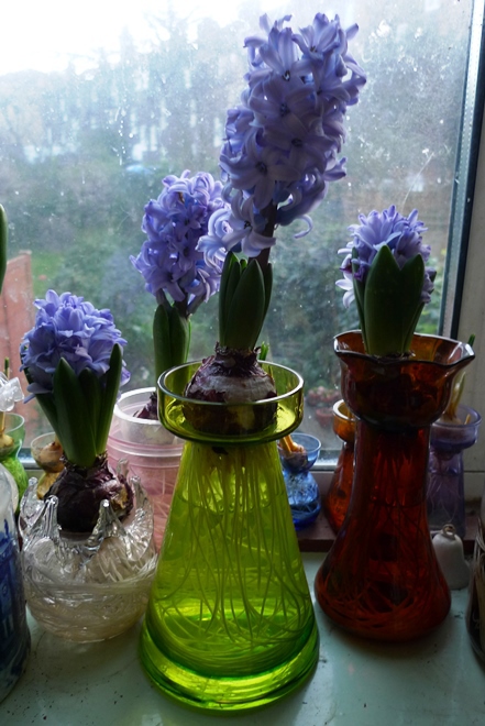 Delft Blue hyacinths forced in vases
