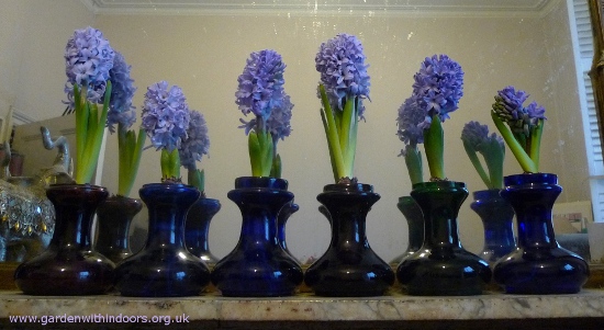 forced Delft Blue hyacinths in squat hyacinth  vases