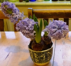 Delft Blue hyacinths