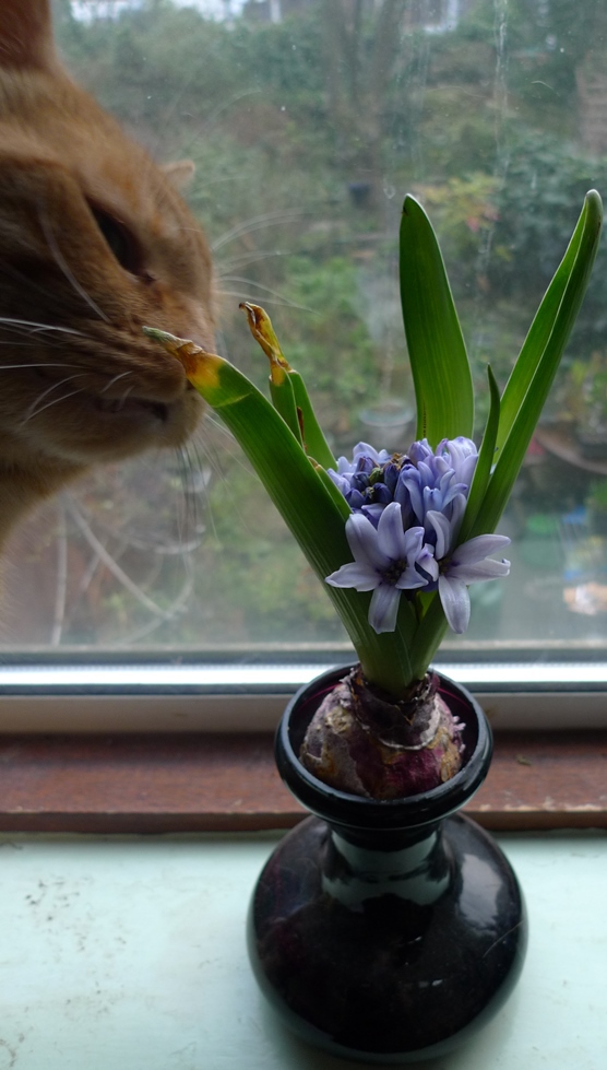 failed fresco forced hyacinth