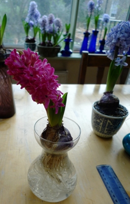 Jan Bos hyacinth in vase mid-January