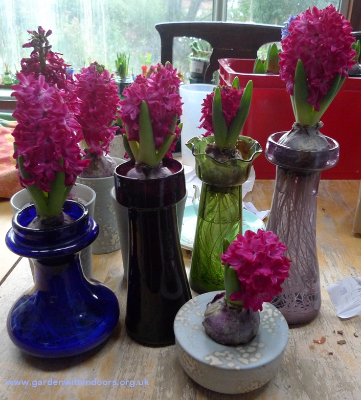 Jan Bos hyacinths