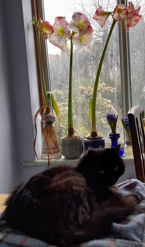 cat and Apple Blossom amaryllis