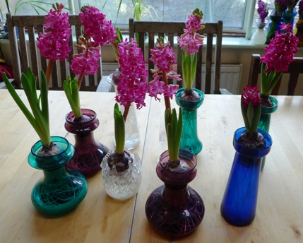 Jan Bos hyacinths 2009-2010