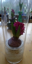 Menu vase with Jan Bos hyacinth