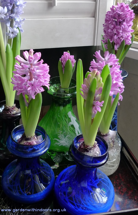 Miss Saigon hyacinths