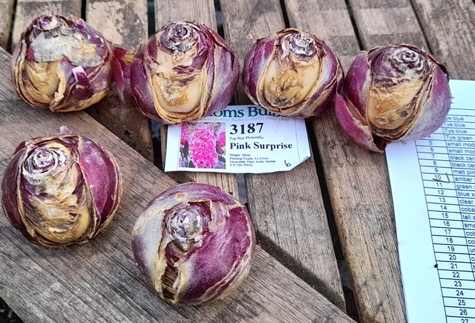 Pink Surprise hyacinth bulbs