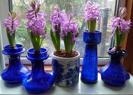 purple sensation hyacinths