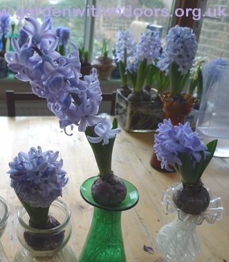 forced hyacinth bulbs Sainsburys