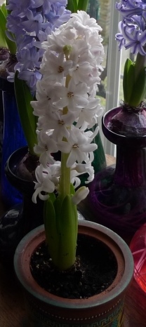 forced Silverstone hyacinth