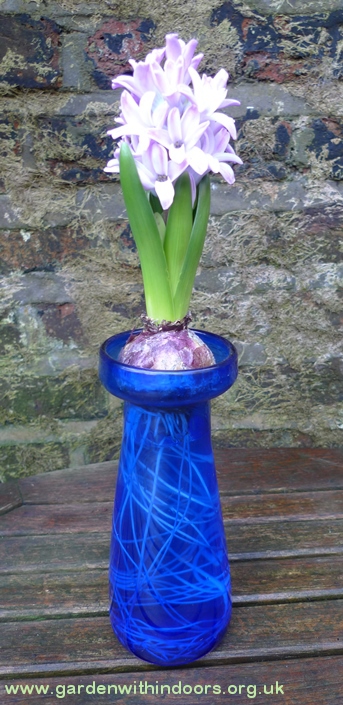 Splendid Cornelia forced hyacinth