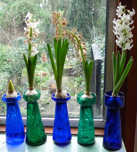 LInnocence hyacinths