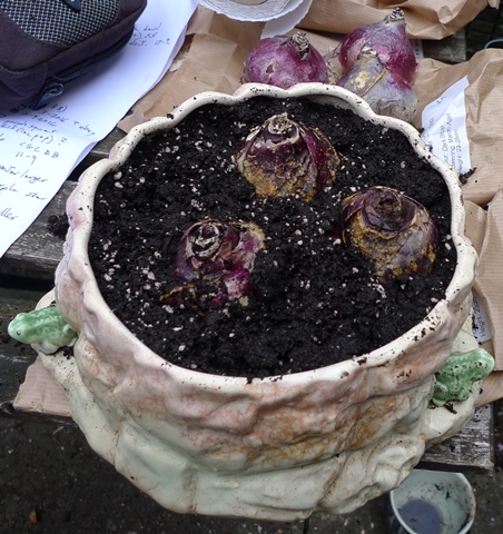 sylvac pot with frogs Lady Derby hyacinth bulbs
