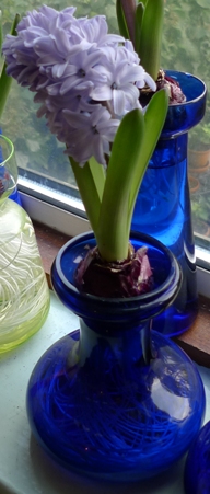 Tye vase with Delft Blue hyacinth