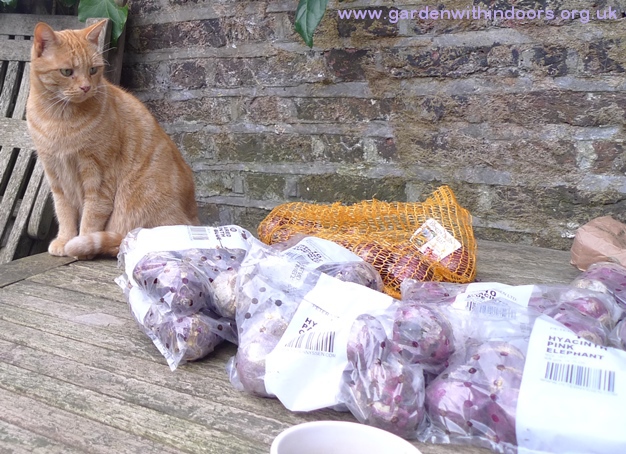hyacinth bulbs for forcing