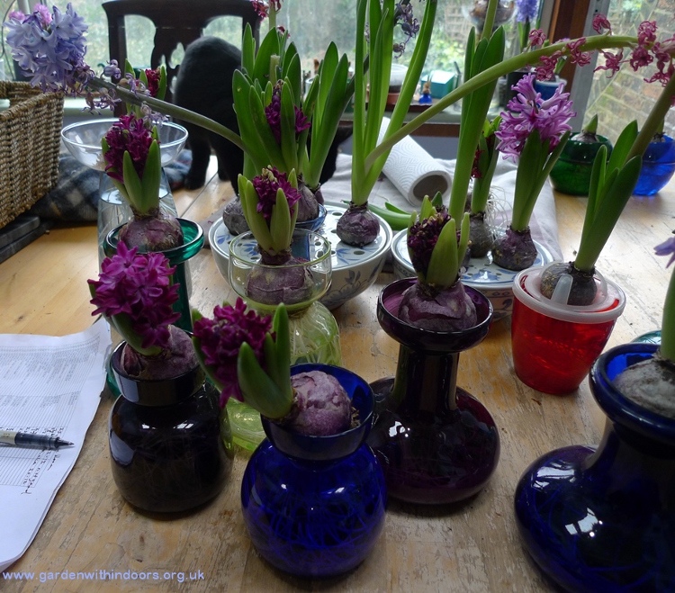 forced woodstock hyacinths