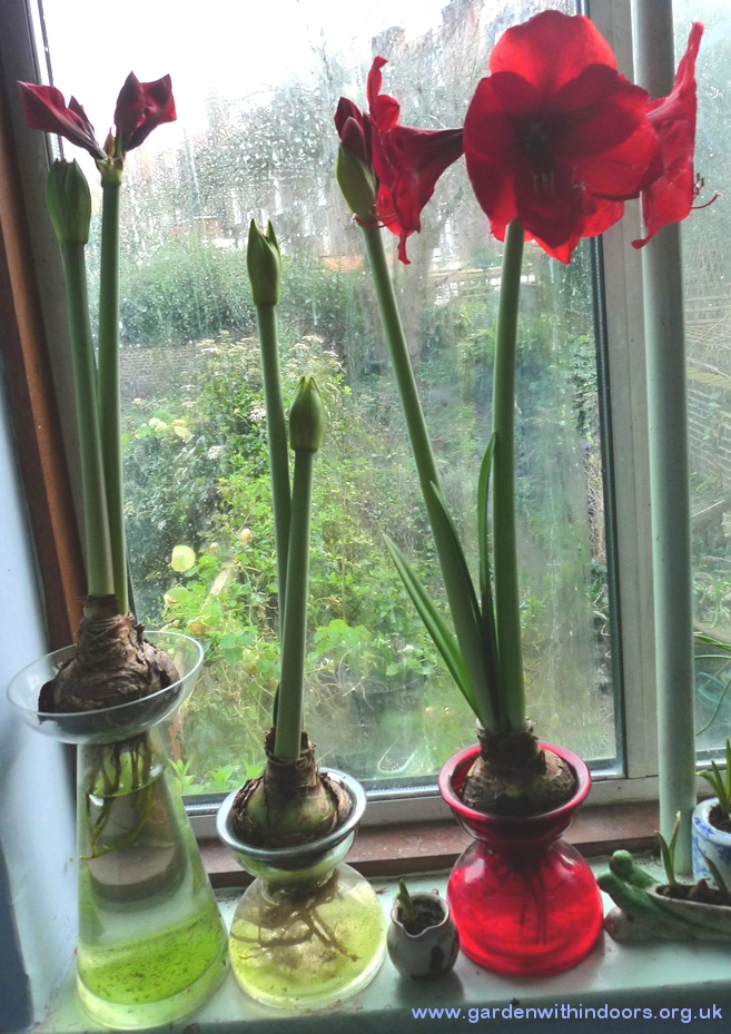 amaryllis in amaryllis vases