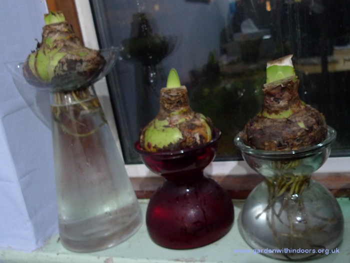 amaryllis bulbs in vases