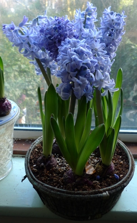 hyacinths in bark basket