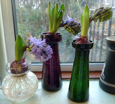 bent hyacinths