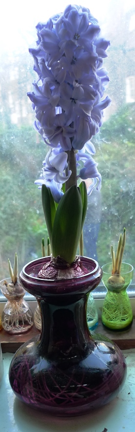 Delft Blue hyacinth in hyacinth vase