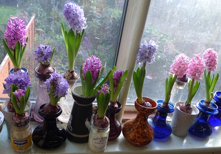 hyacinths in forcing vases