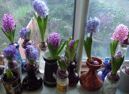 forced hyacinth flowers