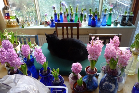black cat amongst the hyacinths