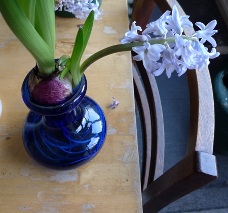 blooming hyacinth bulblet