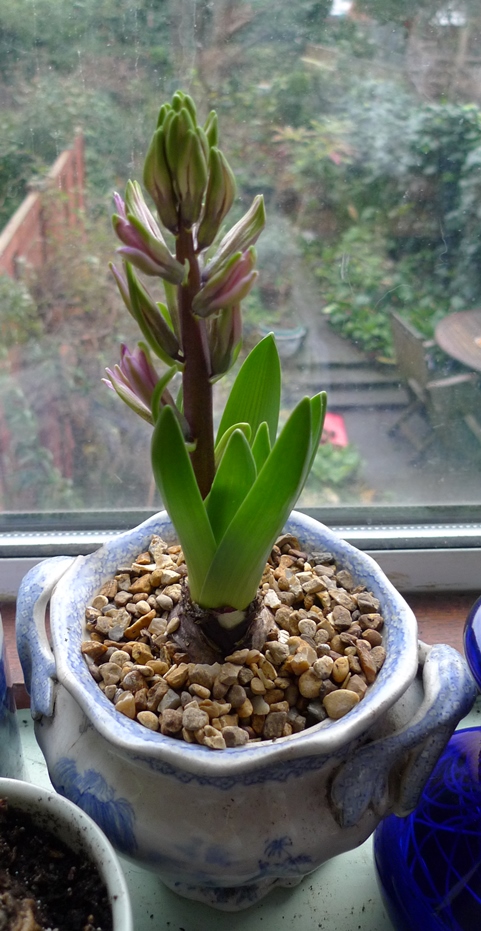 forced hyacinth in blue and white tureen